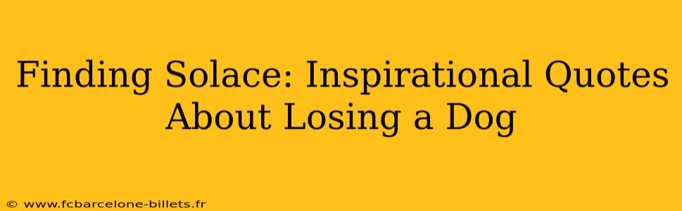 Finding Solace: Inspirational Quotes About Losing a Dog